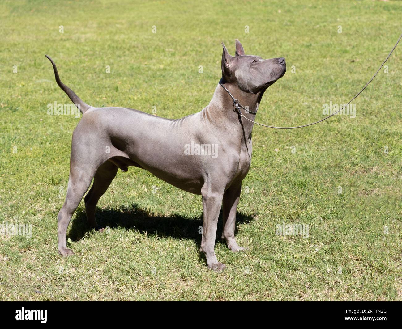 Ritratto di cane ribattino tailandese di colore grigio sull'erba Foto Stock