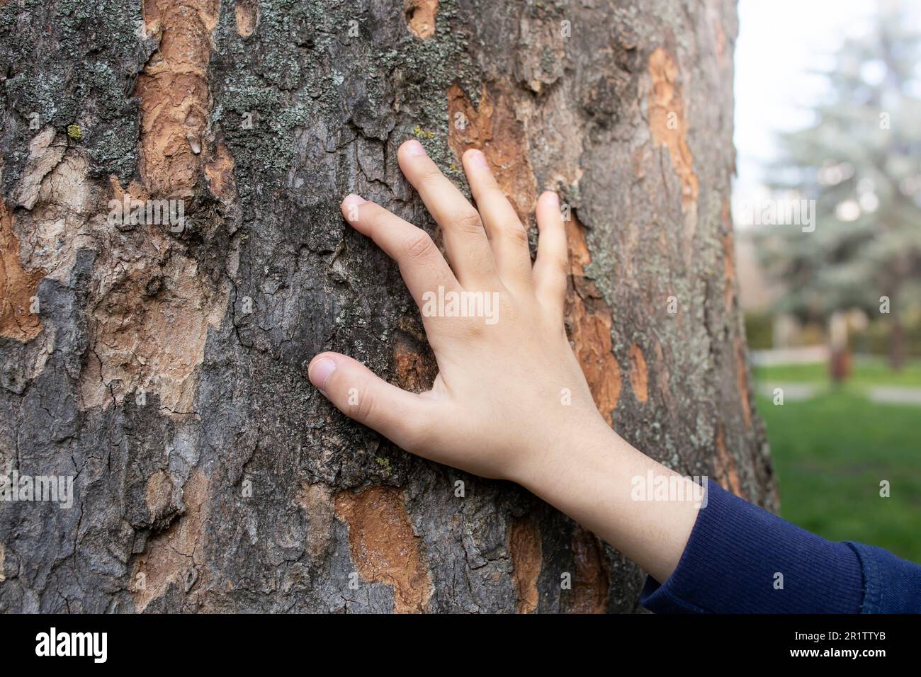 Mano del bambino su una texture della corteccia dell'albero, fuoco morbido primo piano con lo spazio della copia Foto Stock