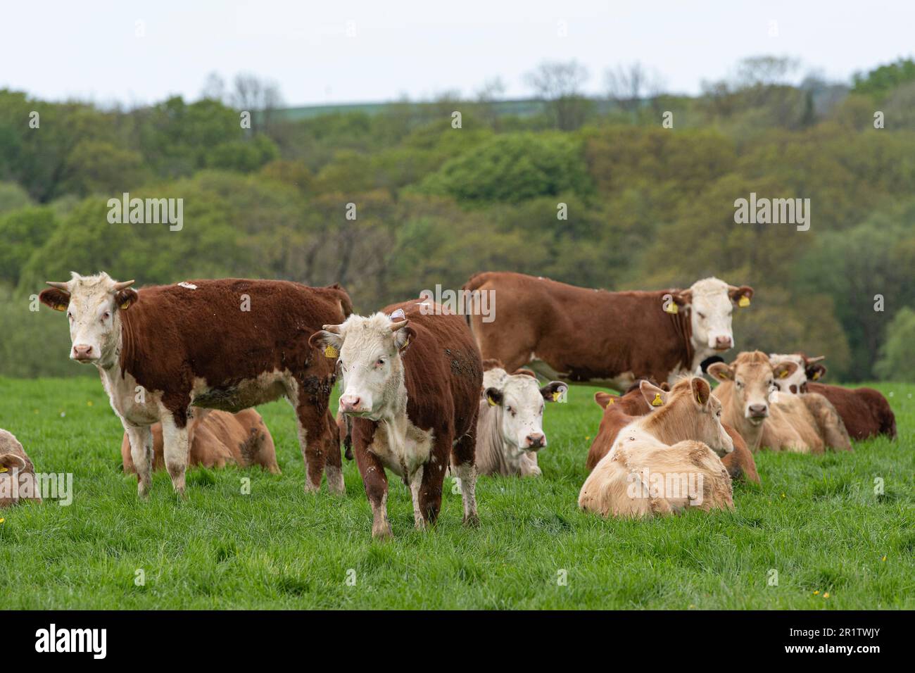 Torelli in un campo Foto Stock
