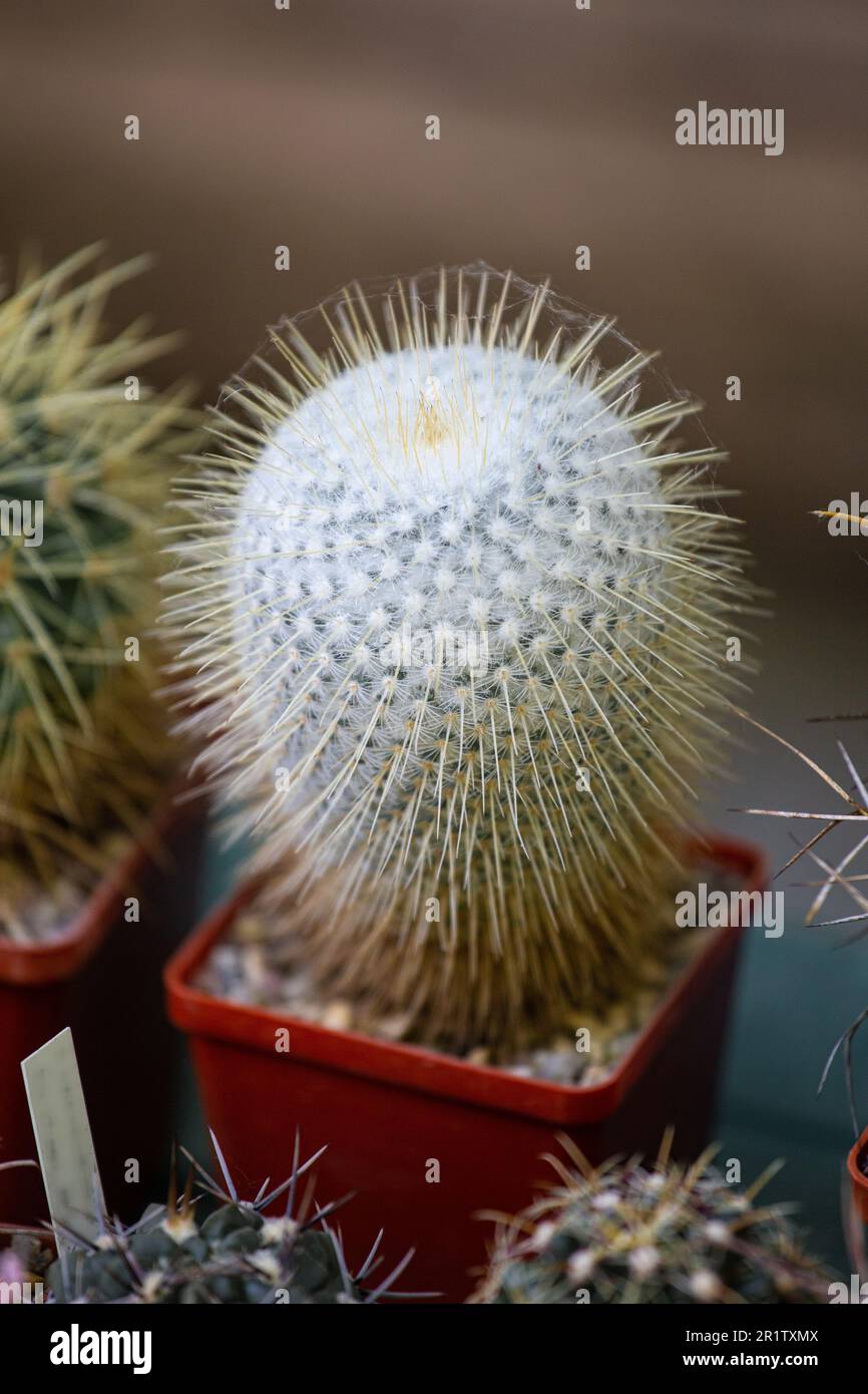 Cactus in un vaso da fiori in primo piano all'aperto. Succulenti, piante con spine, piante ornamentali. Foto Stock