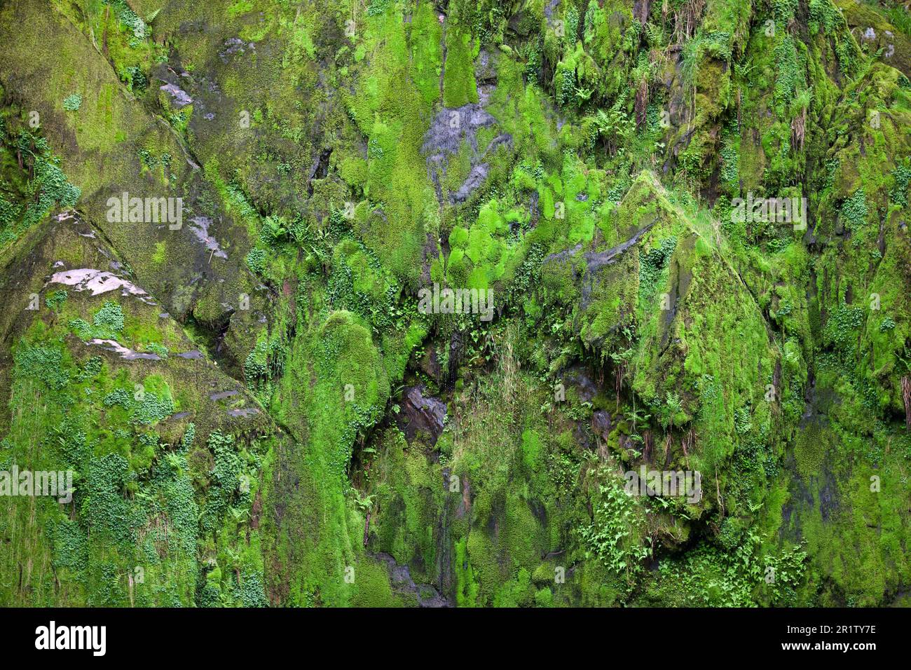 La cascata di Ceunant Mawr si trova nel villaggio di Llanberis in Snowdonia. E 'visto qui durante un periodo asciutto che rivela il giardino di muschio dietro le cascate. Foto Stock