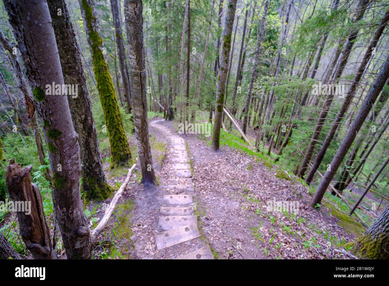 Scale in legno su sentieri escursionistici. Le belle foreste della Lettonia. Parco Nazionale di Gauja, Sigulda. Foto Stock