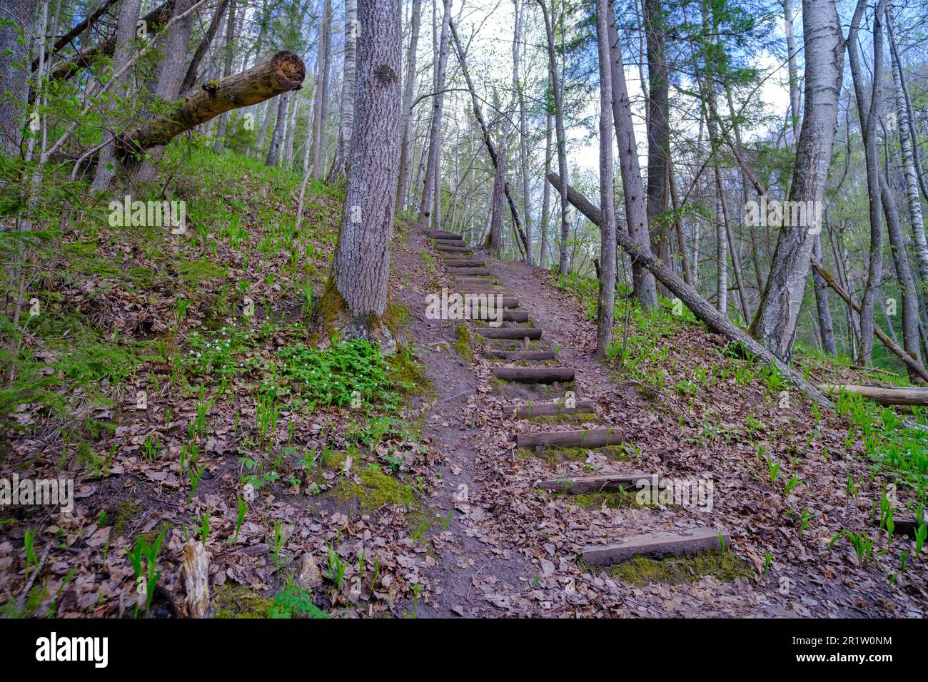 Scale in legno su sentieri escursionistici. Le belle foreste della Lettonia. Parco Nazionale di Gauja, Sigulda Foto Stock