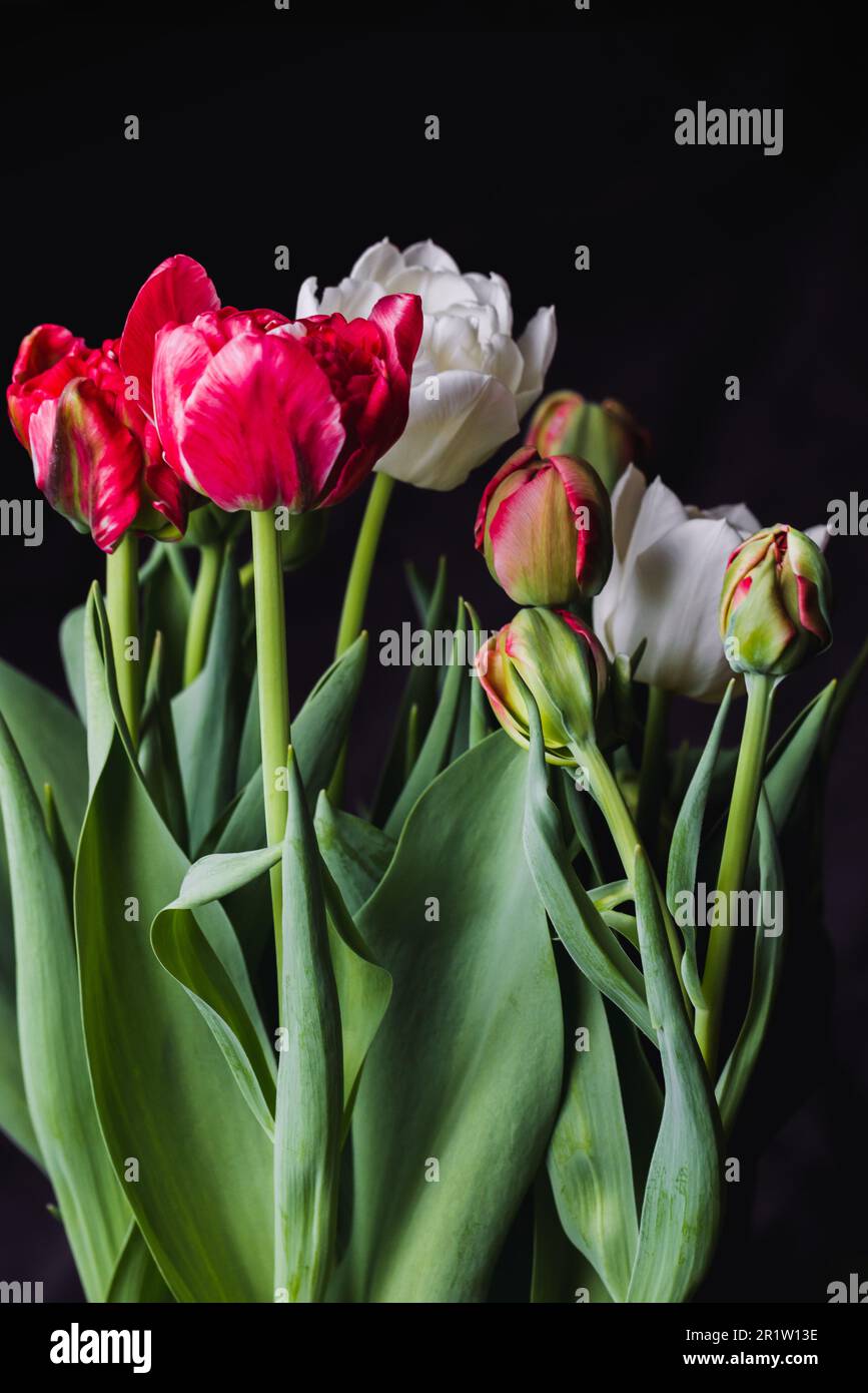 Il bouquet di fiori di tulipano rossi e bianchi è su sfondo scuro, foto verticale ravvicinata con messa a fuoco morbida selettiva Foto Stock