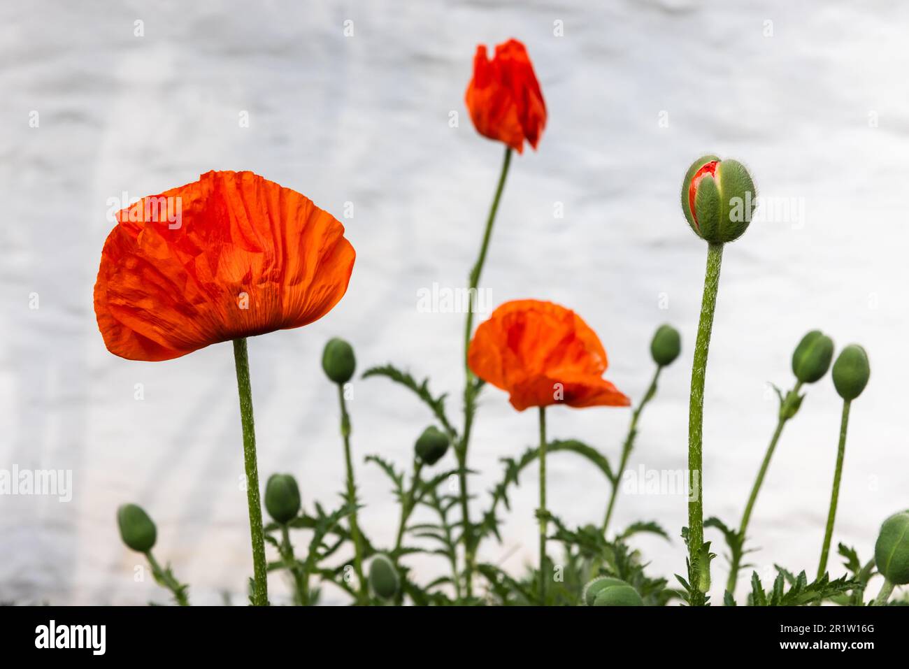 I fiori rossi del papavero sono sopra lo sfondo bianco della parete, foto ravvicinata con la messa a fuoco morbida selettiva Foto Stock