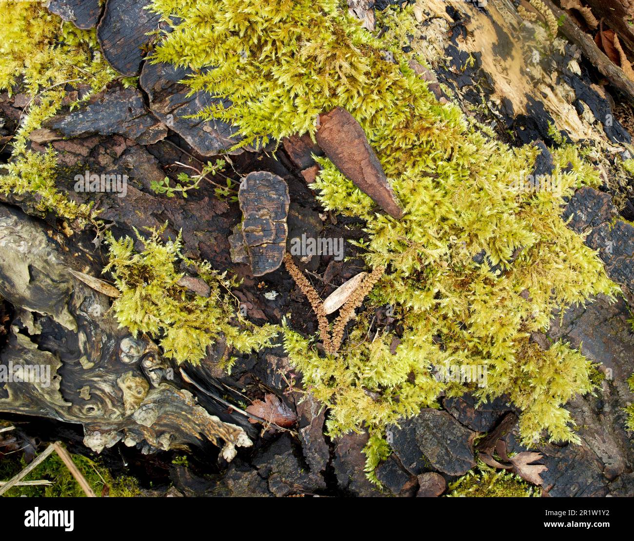 Primo piano naturale / natura morta macro della corteccia di albero scuro parzialmente ricoperta di lichene verdeggiante Foto Stock
