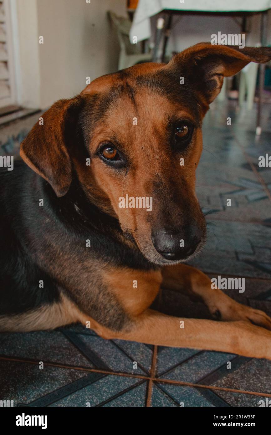 ritratto del cane con orecchie da floppy Foto Stock