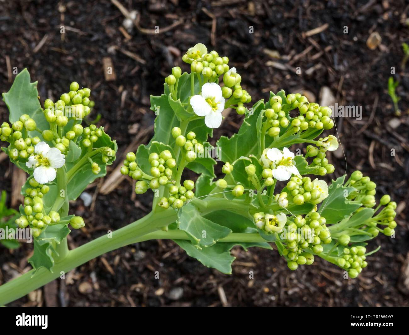 Delicious Seakale Lilywhite - Crambe maritima 'Lily White'. Primo piano naturale ritratto di piante vegetali Foto Stock