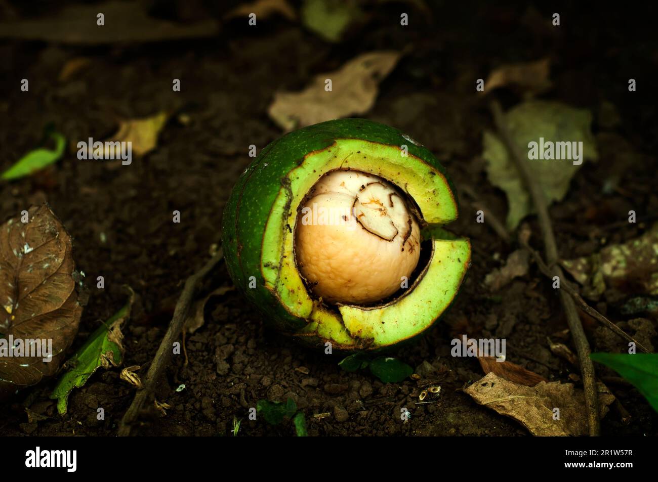Un avocado maturo split riposante nell'ambiente naturale di un ambiente all'aperto Foto Stock