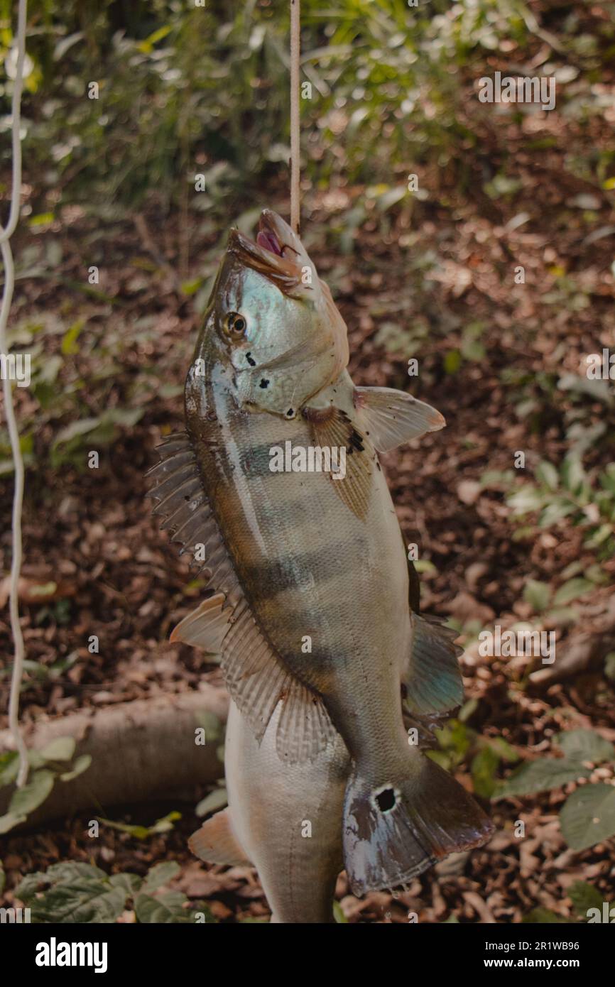 pesca spigola pavone Foto Stock