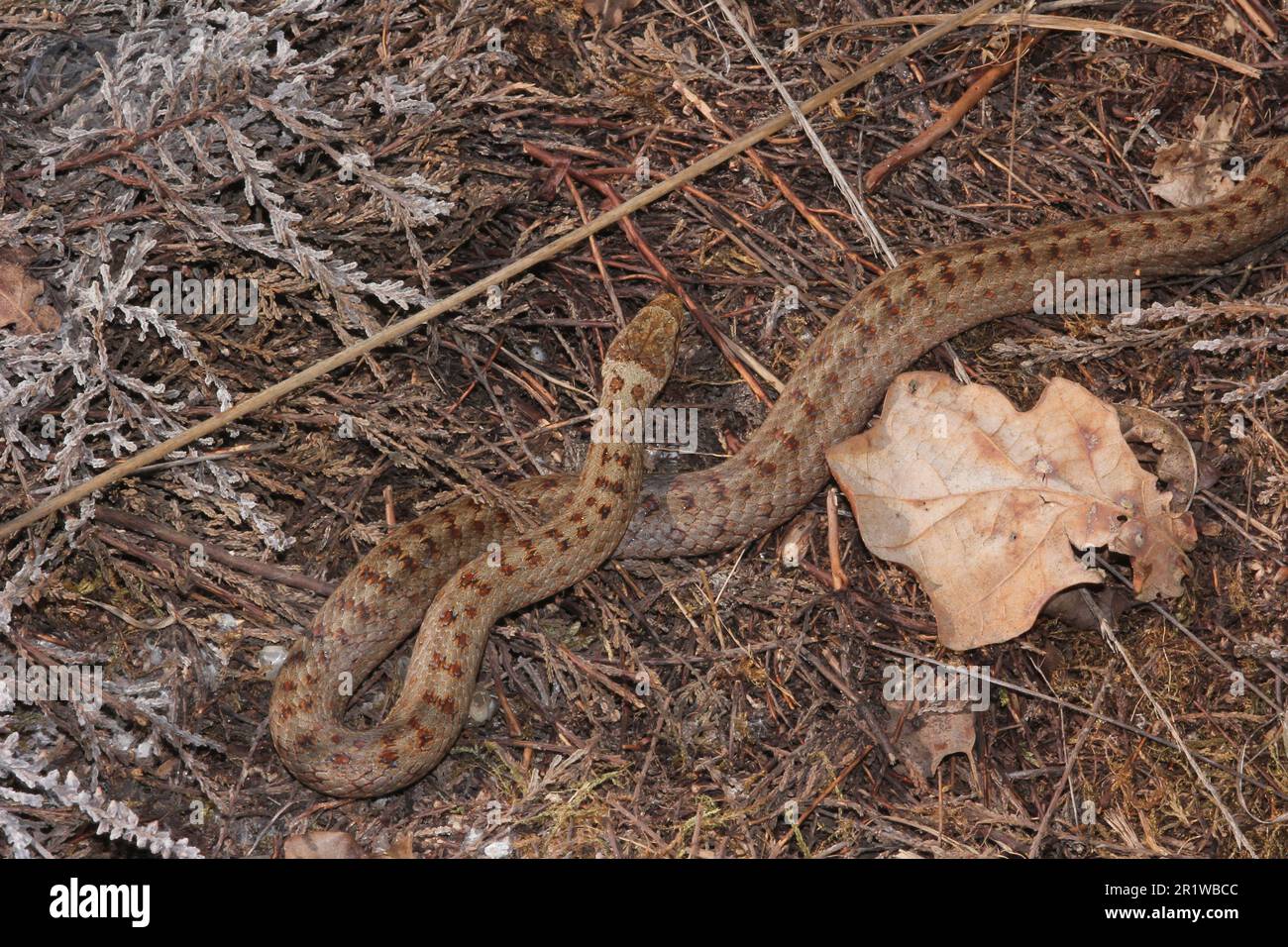 Serpente liscio (Coronella austriaca) in una brughiera vicino a Borkenberge, Germania Foto Stock