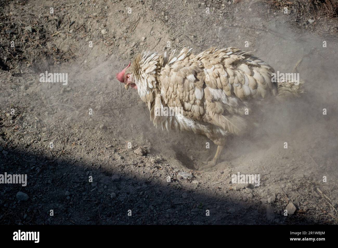 Gallina macchiata che fa un bagno di polvere vigoroso con sporcizia volante che crea nuvole di polvere, comportamento naturale igienico del pollo in azione che mostra rituale di cura delle piume Foto Stock