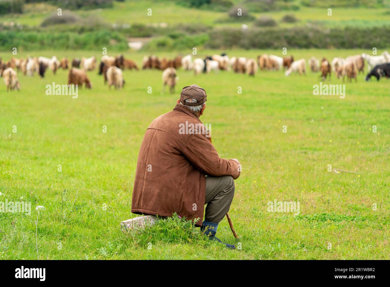 Vecchio pastore che guarda il suo gregge in Turchia Foto Stock