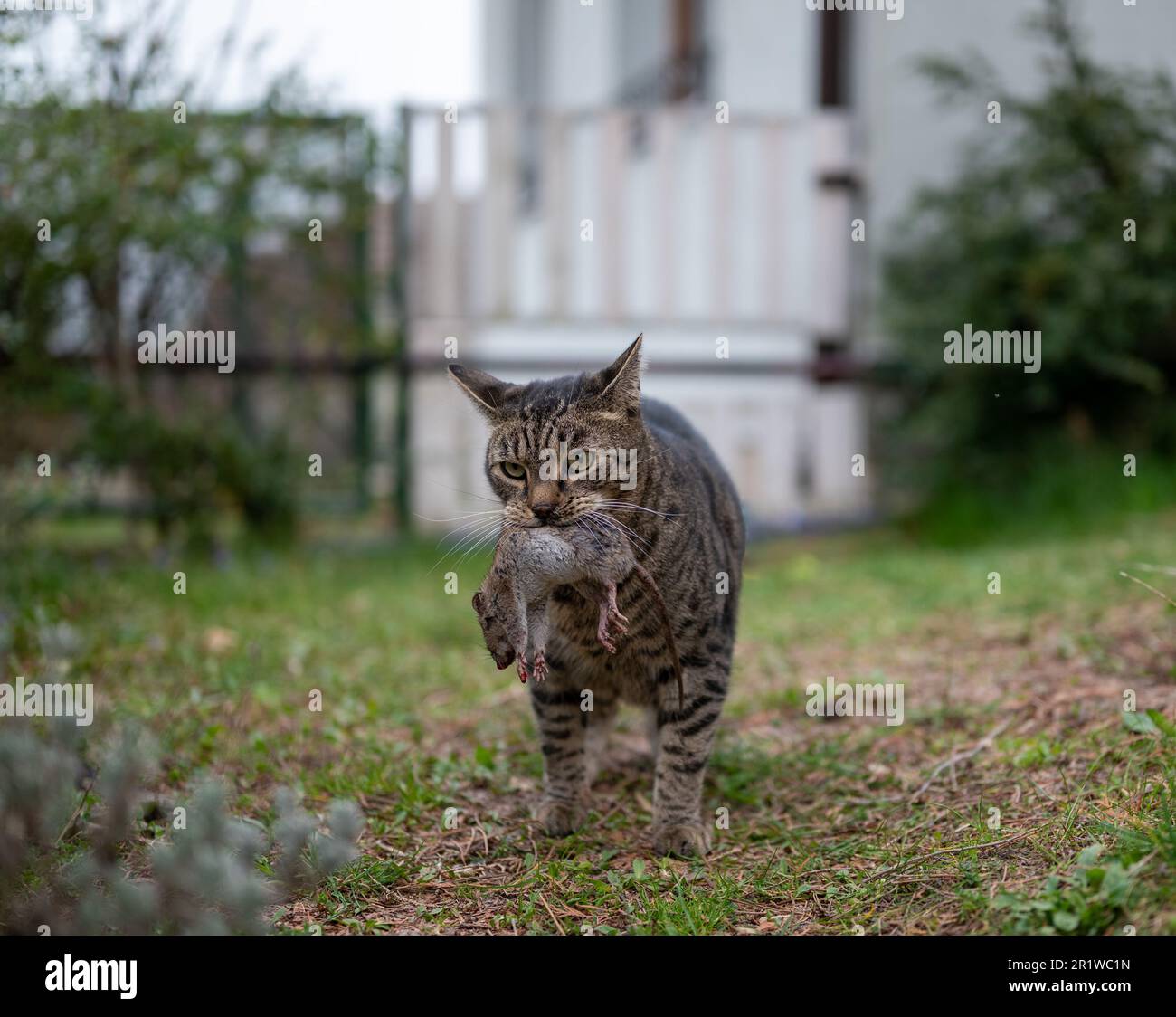 Il gatto di Tabby che trasportava prede di topi catturate nel giardino del cortile mostra un comportamento di caccia naturale e un istinto predatorio del cacciatore di felini domestico Foto Stock