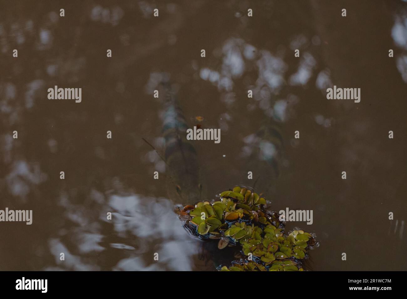 peacock basso nuoto nel fiume Foto Stock