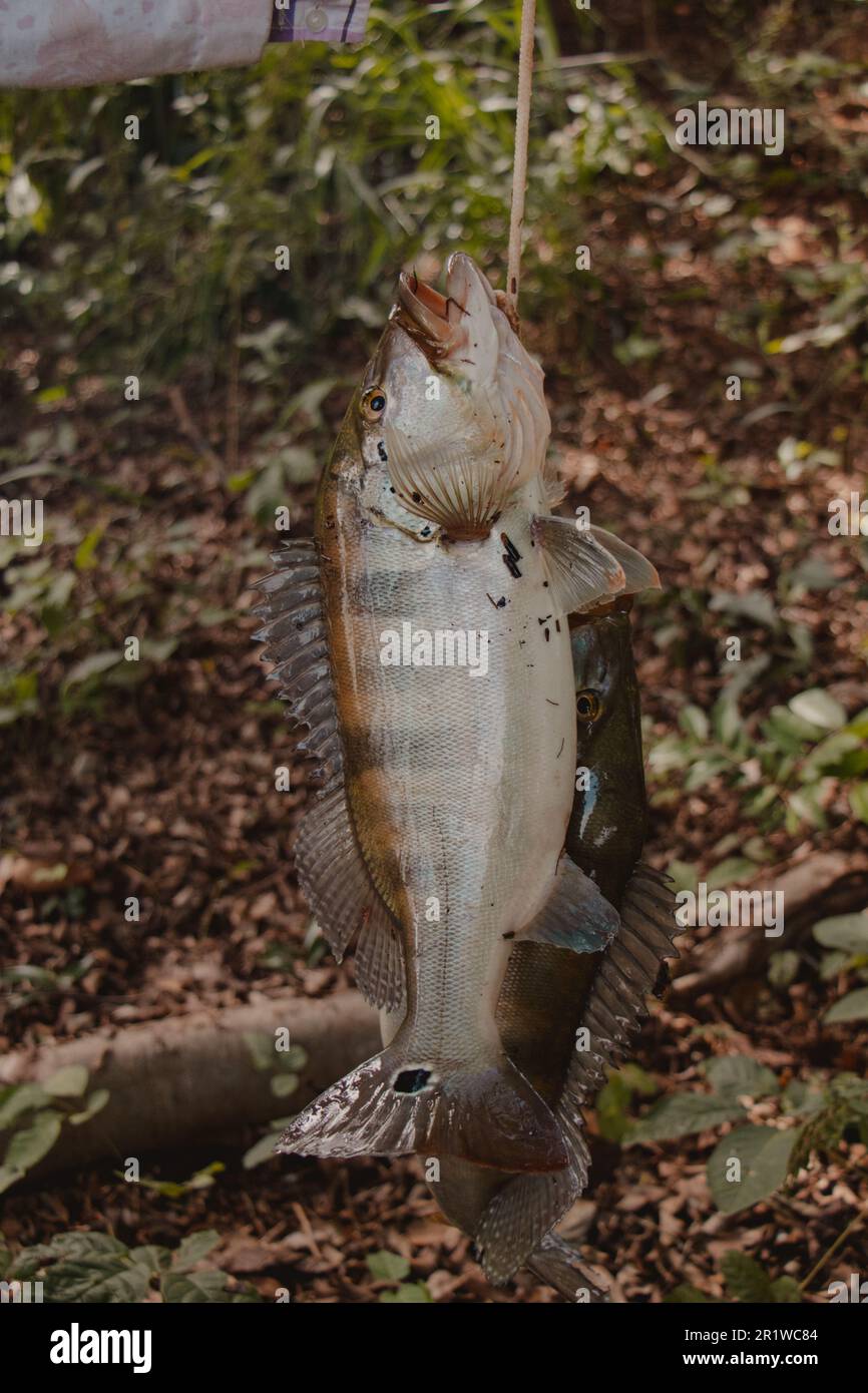 basso peacock Foto Stock