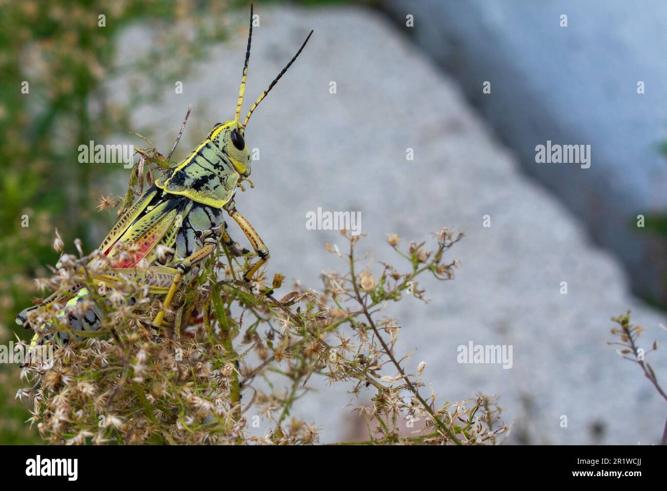 Alimentazione africana della locusta in un giardino. Foto Stock