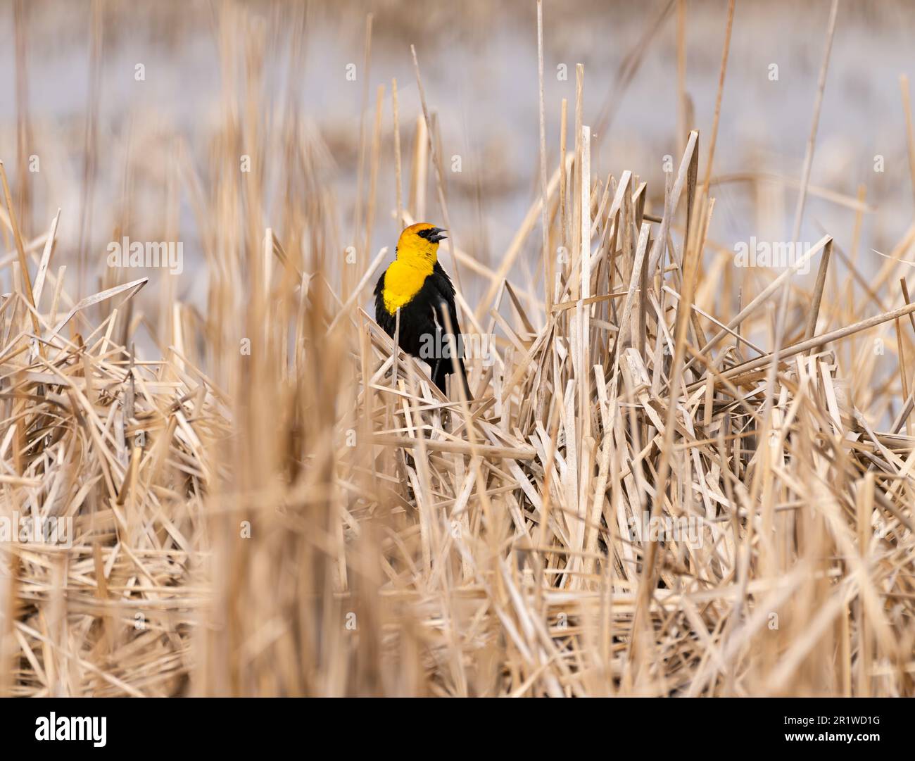 Un uccello dalla testa gialla (Xanthocephalus xanthocephalus) che canta in una palude del South Dakota. Foto Stock