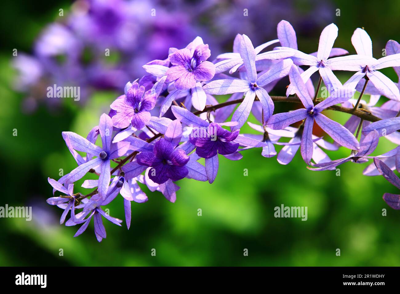 Queen's Wreath o carta vetrata Vine o Purple Wreath o Bluebird Vine fiori, primo piano di viola con fiori blu fiorire nel giardino Foto Stock