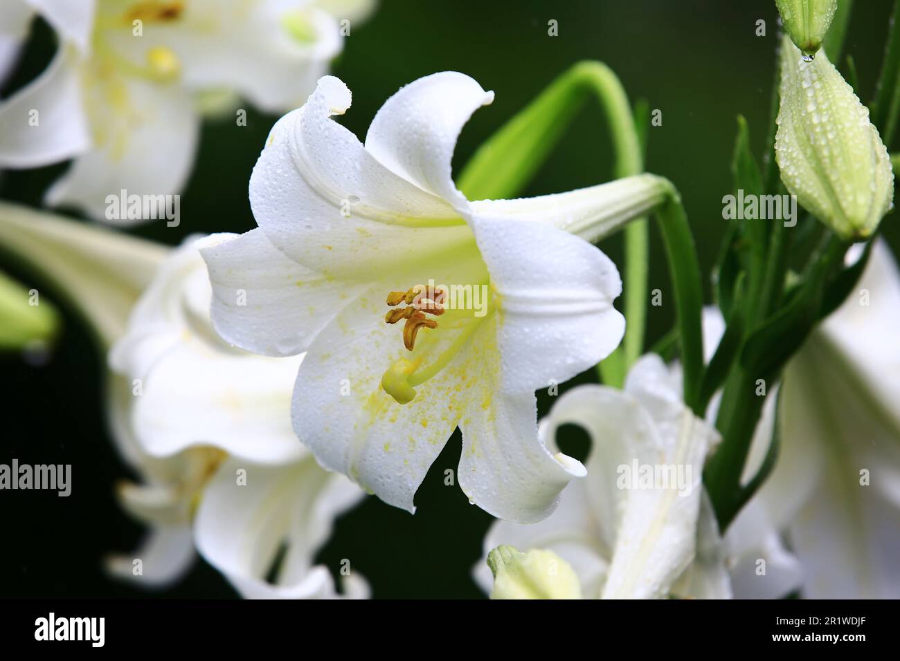 Fioritura del giglio di Longflower o del giglio di Pasqua o dei fiori bianchi del giglio della tromba con le gocce di pioggia, primo piano dei fiori bianchi del giglio che fioriscono nel giardino Foto Stock