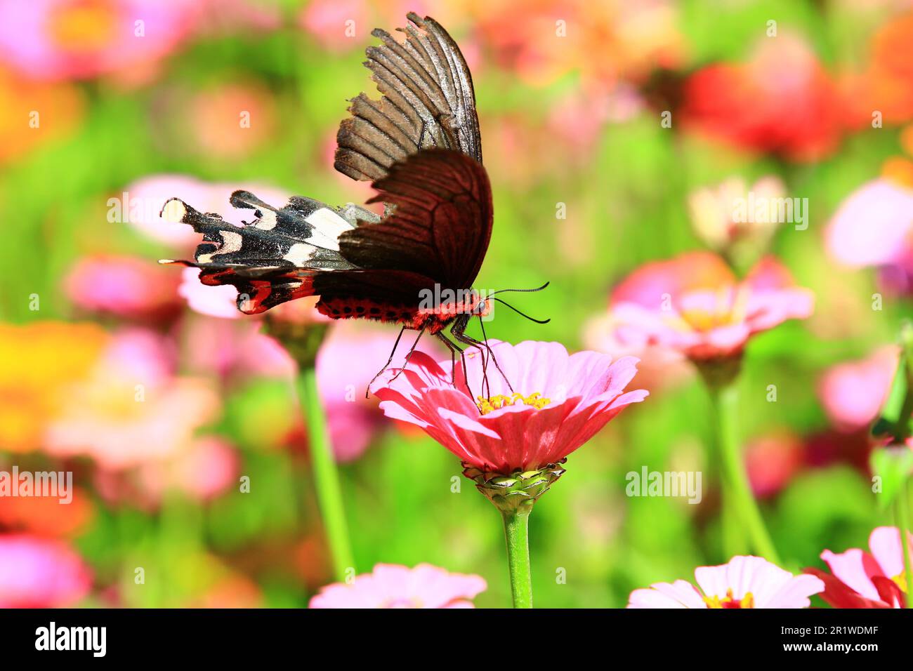 Rosa comune Swallow o Pachliopta aristolochiae farfalla che riposa sul fiore di Zinnia (gioventù-e-vecchio-età) fiorente Foto Stock
