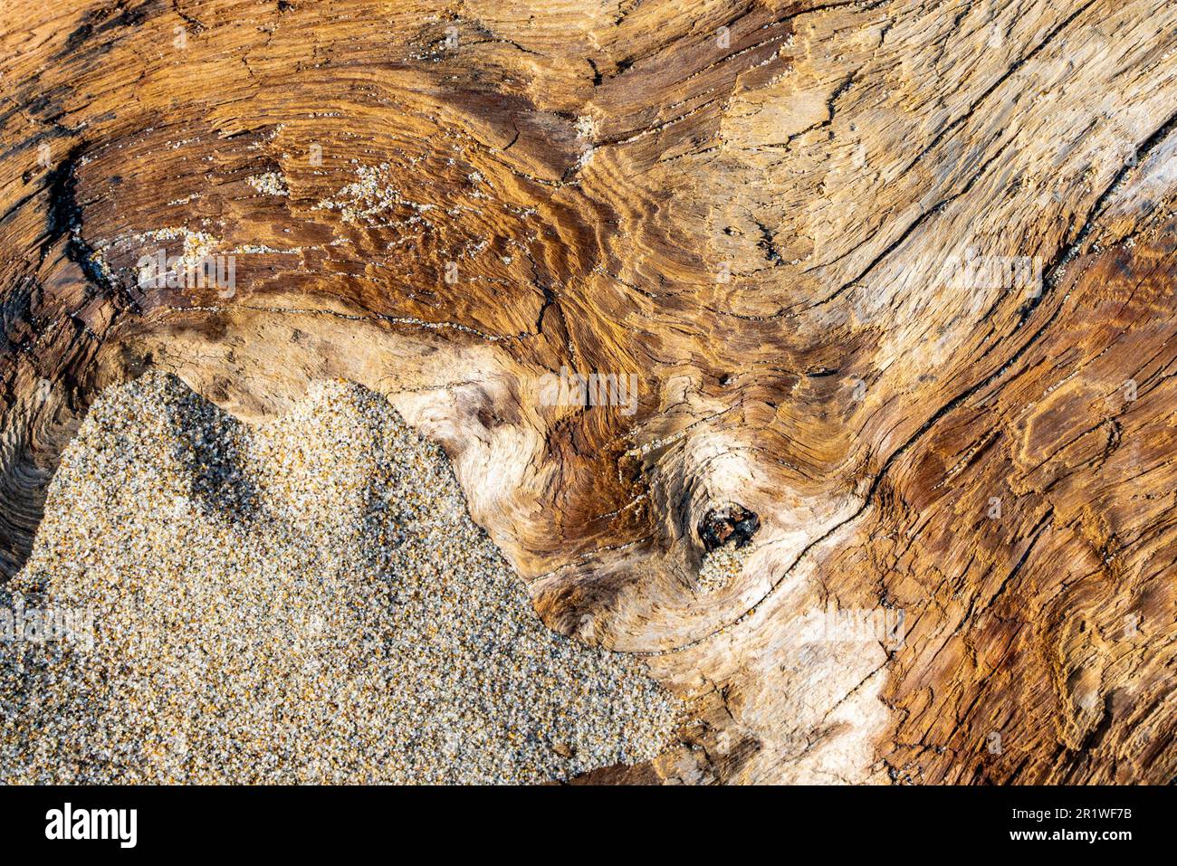 Driftwood e sabbia dettagliata primo piano immagine della natura Foto Stock