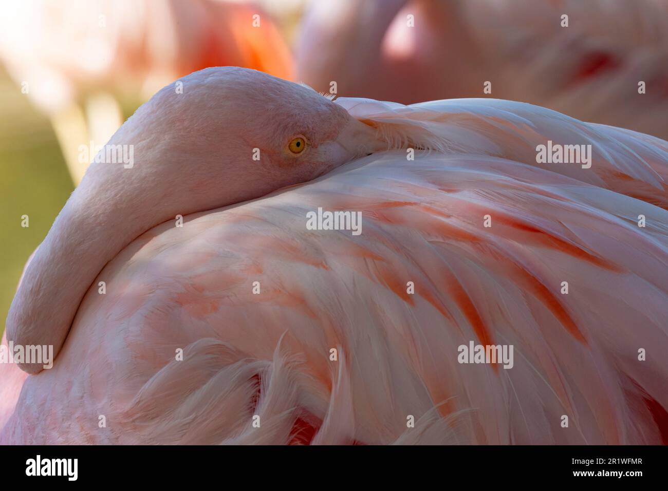 Il fenicottero cileno infiltra il becco nel piumaggio rosa prima di dormire al Reid Park Zoo di Tucson Foto Stock