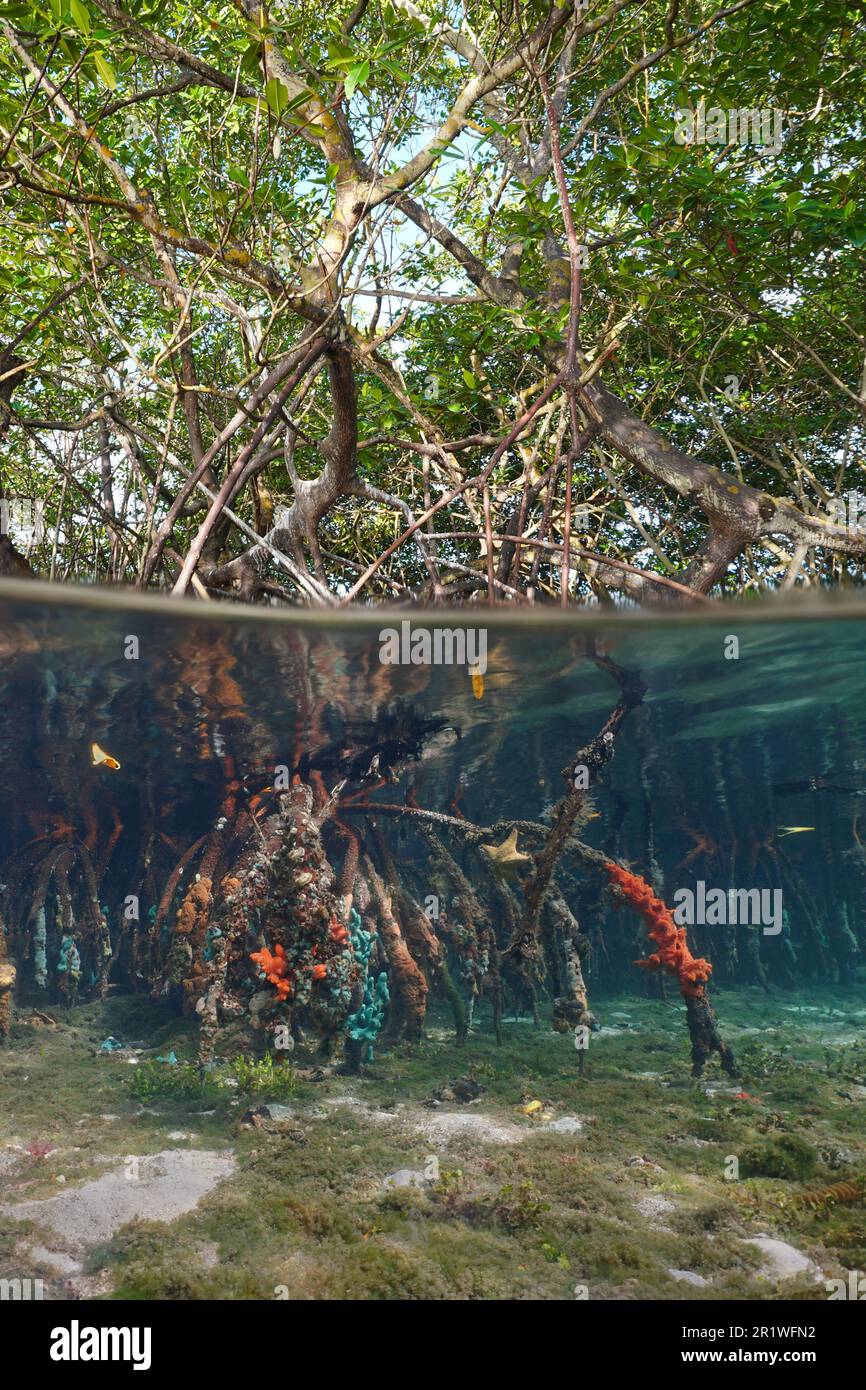Albero di mangrovie nel mare vista spaccata sopra e sotto la superficie dell'acqua (mangrovie rosse di Rhizophora), America Centrale, Panama Foto Stock