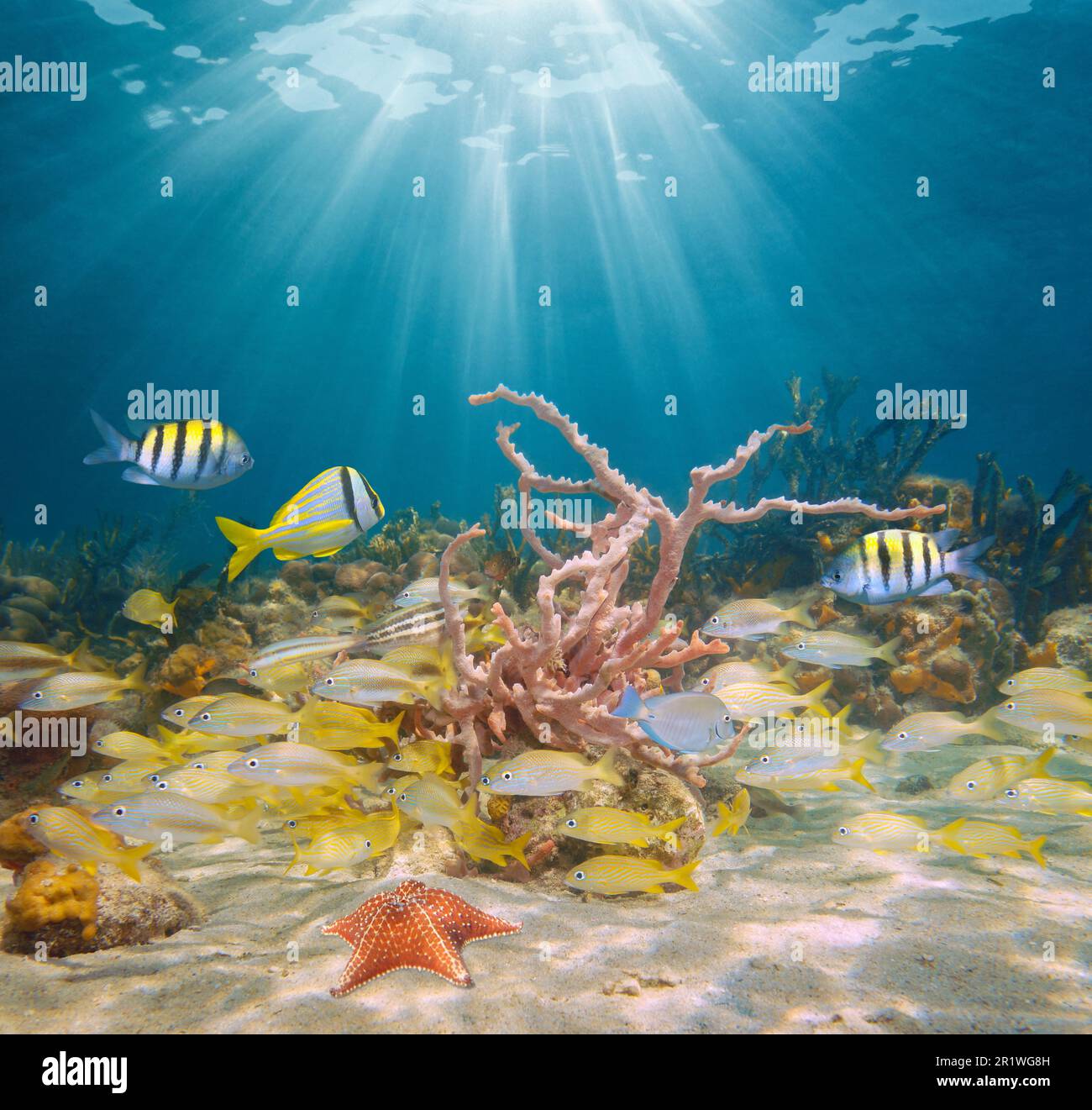 Ravensburger Puzzle Tropical Reef Life 750 Pezzi - Grande Formato, Tecnologia Softclick, Certificato FSC - 2