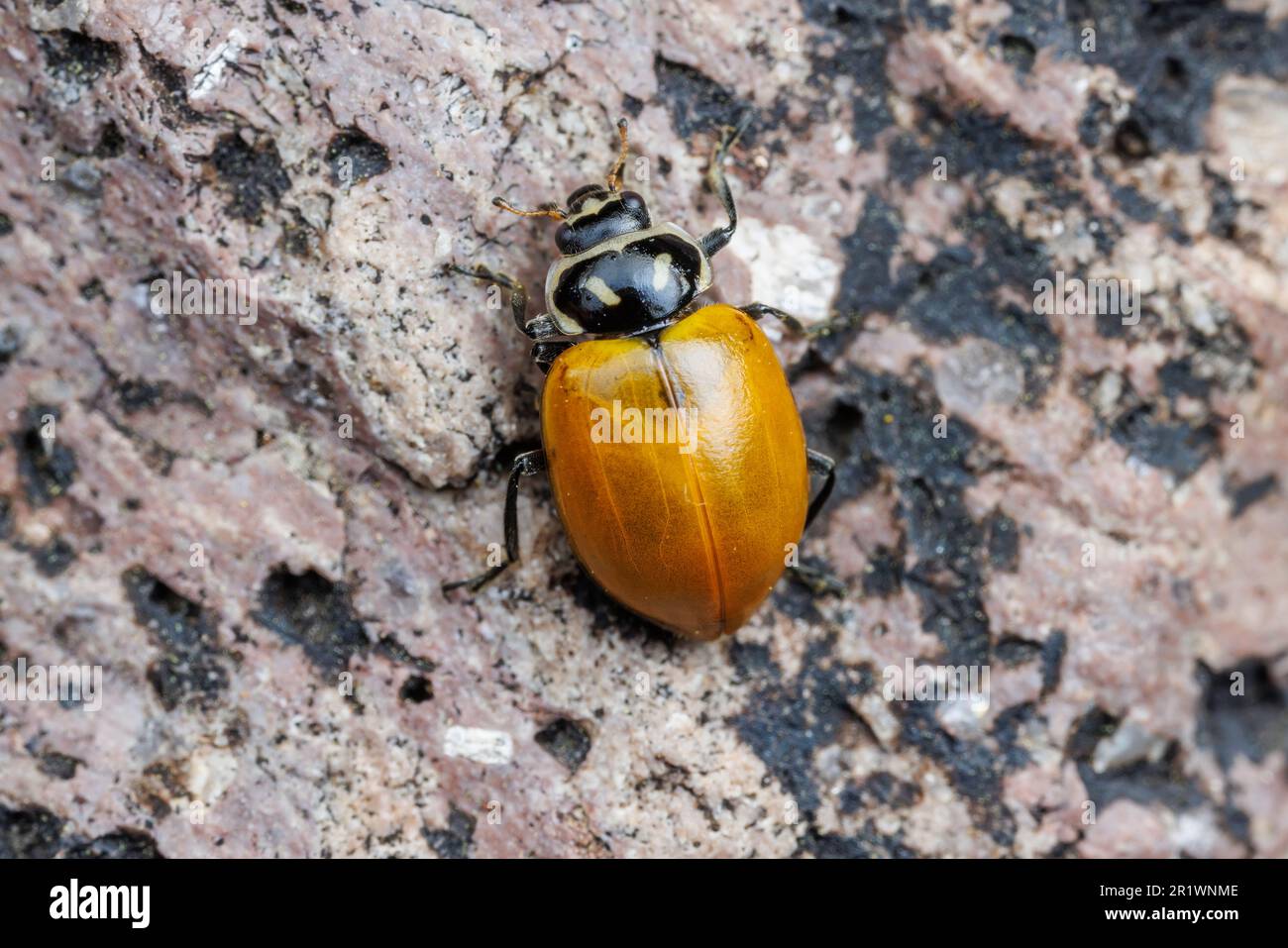 Convergent Lady Beetle (Hippodamia convergens) Foto Stock