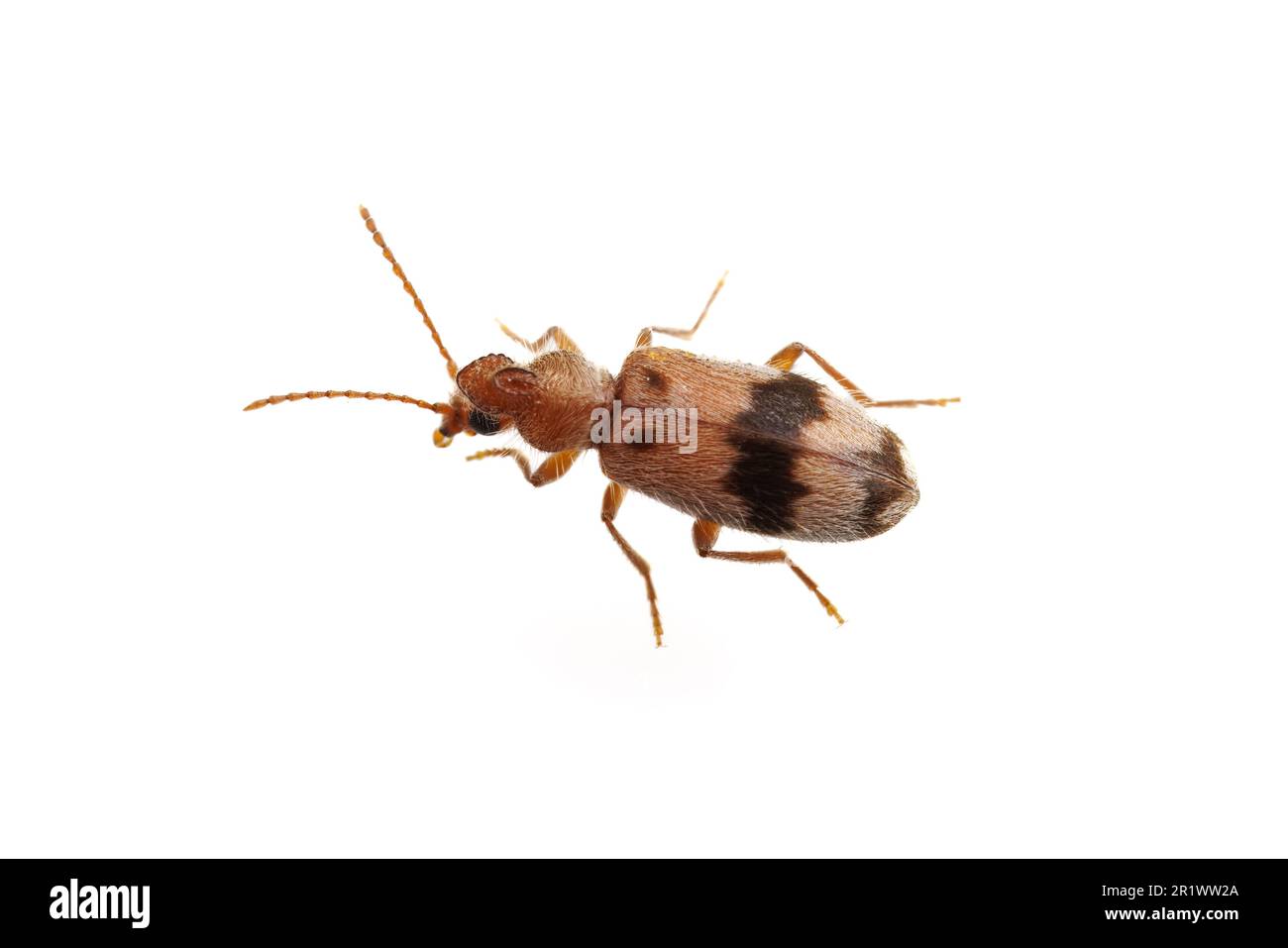 Monoceros Beetle (Notoxus calcaratus), isolato su sfondo bianco. Foto Stock