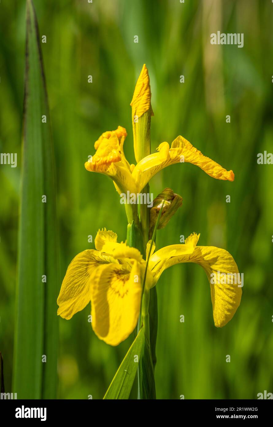 Iris pseudacorus o anche chiamato bandiera gialla, iride gialla, o bandiera dell'acqua che cresce vicino a un lago, Inghilterra, Regno Unito Foto Stock