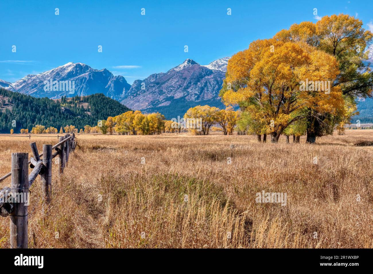 Uno splendido paesaggio autunnale con rustiche recinzioni in legno e colorati alberi di cottonwood nel Grand Teton National Park, Jackson Hole, Wyoming, USA. Foto Stock