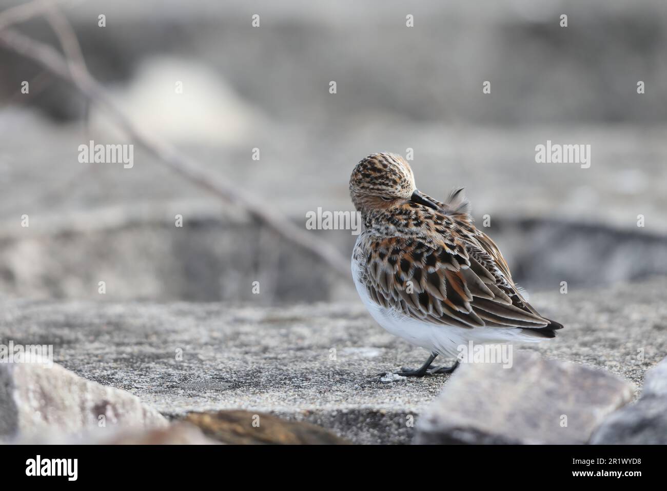 Piuma estiva Calidris ruficollis (Calidris ruficollis) in Giappone Foto Stock