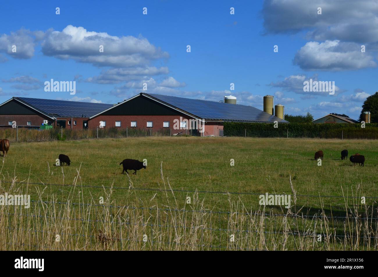 Carino pecora in cortile il giorno di sole Foto Stock