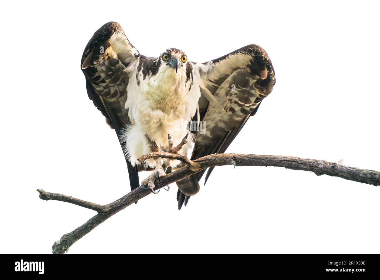 Una fotografia chiave di un falco pescatore Foto Stock