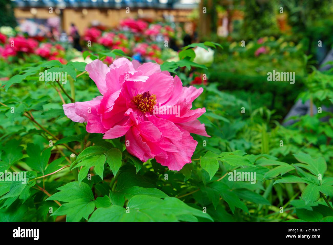 Fiori di peonia in fiore di colore rosa e petalo bianco. Nel giardino. Bellezza fiorente: Cattura i colori vibranti della stagione della peonia. Sun-link-Sea Foto Stock