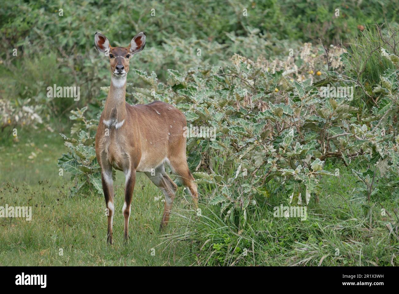Menelik bushbuck nel Parco Nazionale delle Montagne Bale Foto Stock