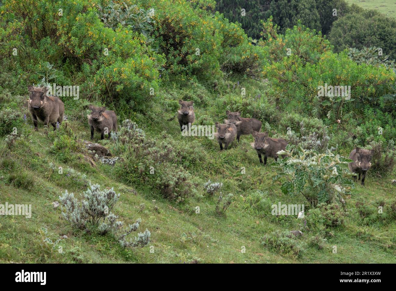 Warthog selvaggi che visitano il Bale Mountains National Park Foto Stock