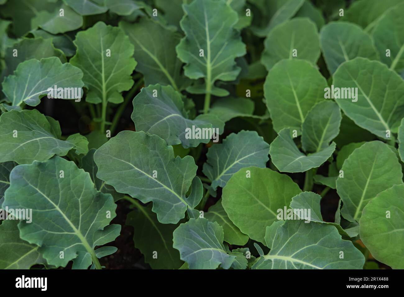 Crudo verde biologico Baby Kale Superfood con antiossidanti. Baby kale pianta che cresce nel terreno agricolo o giardino. Nessuno, fuoco selettivo Foto Stock