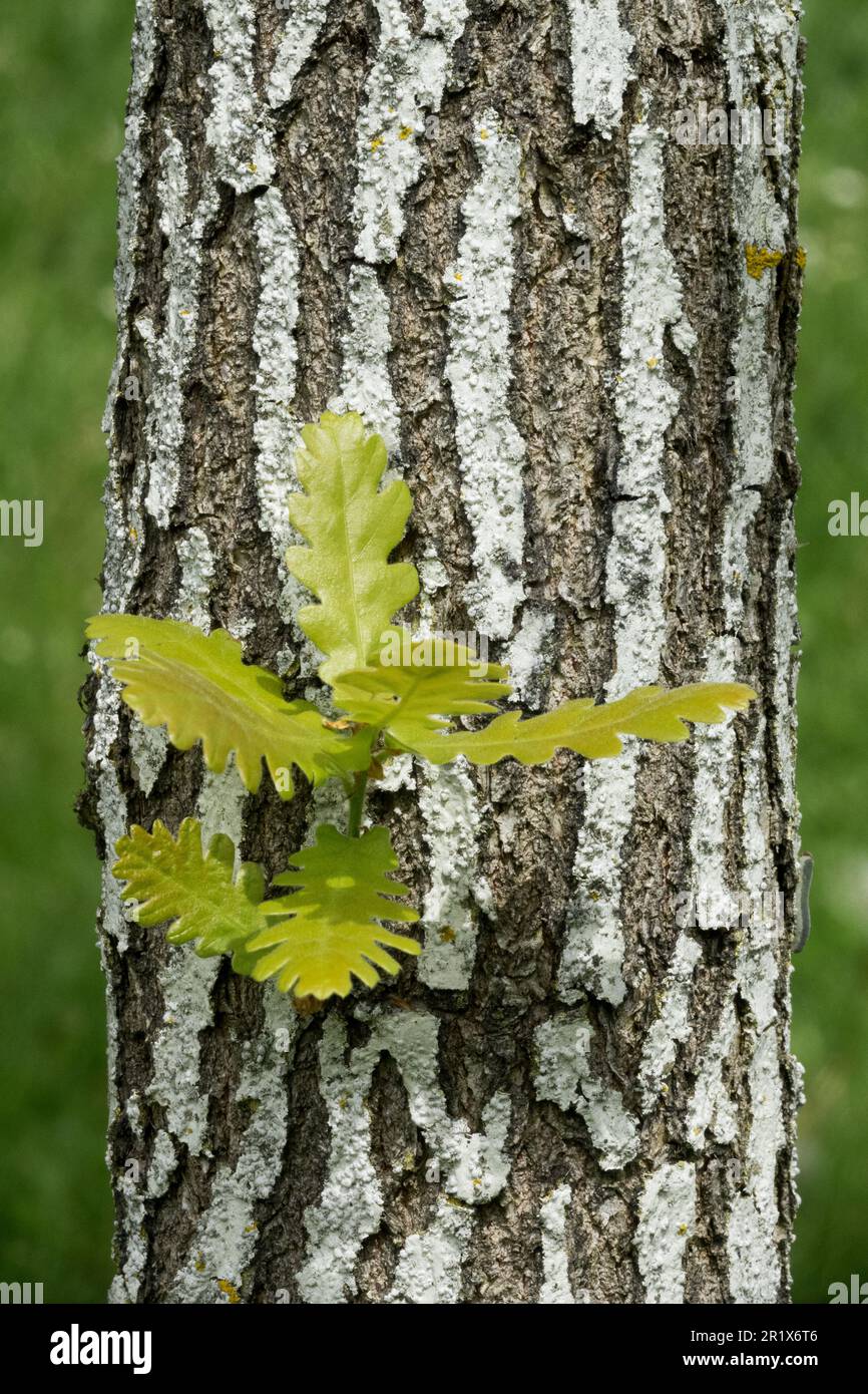 Struttura della corteccia dell'albero, giovane quercia ungherese, germogli di Quercus frainetto Foto Stock