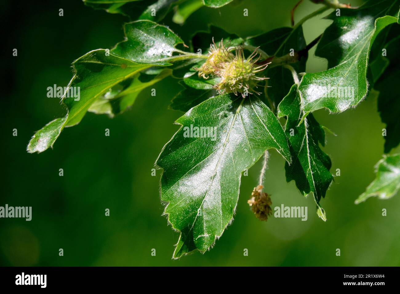 Faggio europeo, Fagus sylvatica 'Quercifolia', foglie, Faggio, Fiore Foto Stock