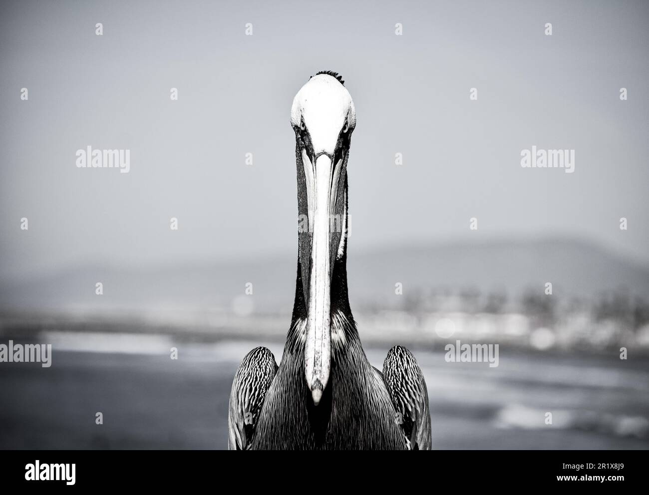 Pelican sul molo Foto Stock