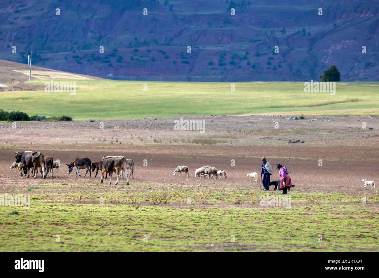 Un uomo e una donna che camminano con il loro gregge di pecore, bovini e asini mentre gli animali pascolano su un altopiano a Maras in Perù. Foto Stock