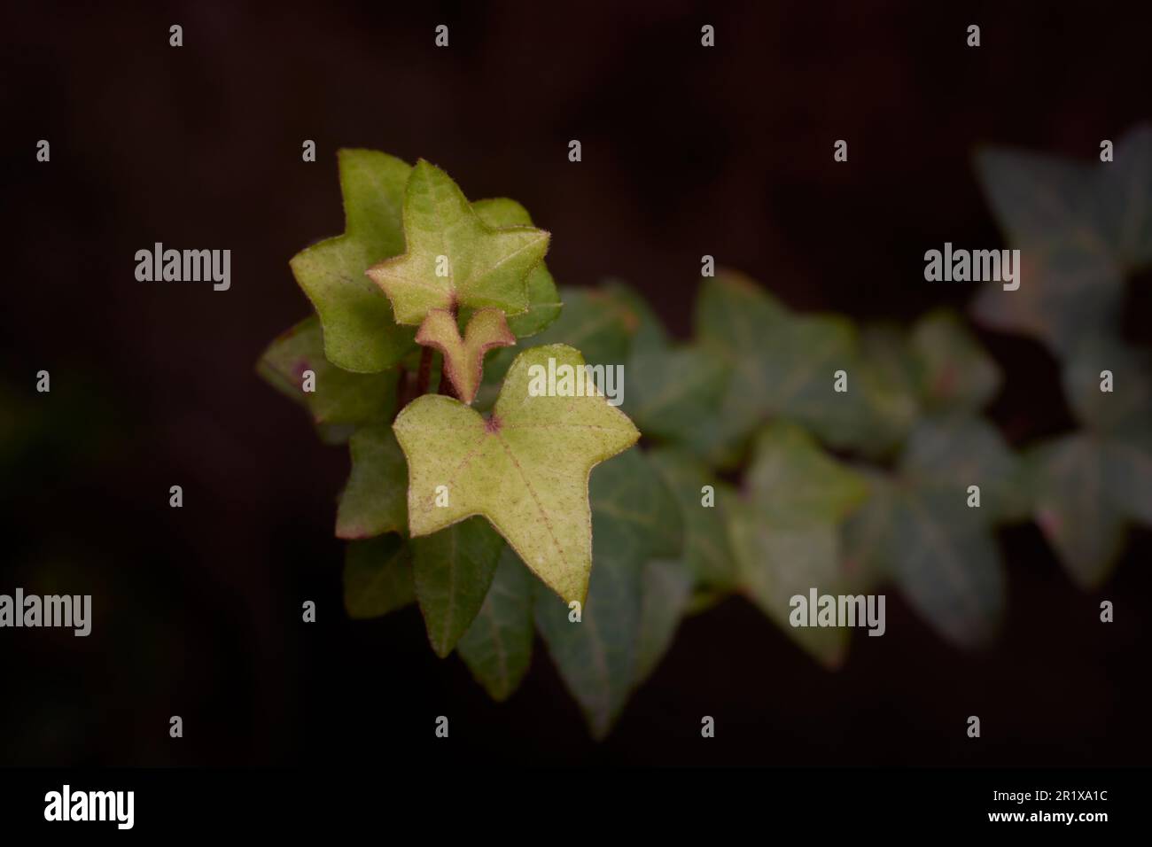 primo piano della pianta inglese di edera, hedera helix, pianta di arrampicata con attraenti, lucidi e verdi foglie, vite che è originaria dell'europa, asia Foto Stock