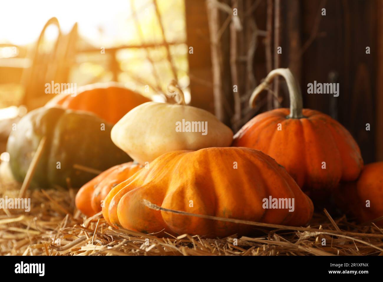 Zucche d'arancia fresche su fieno secco in fienile, primo piano Foto Stock