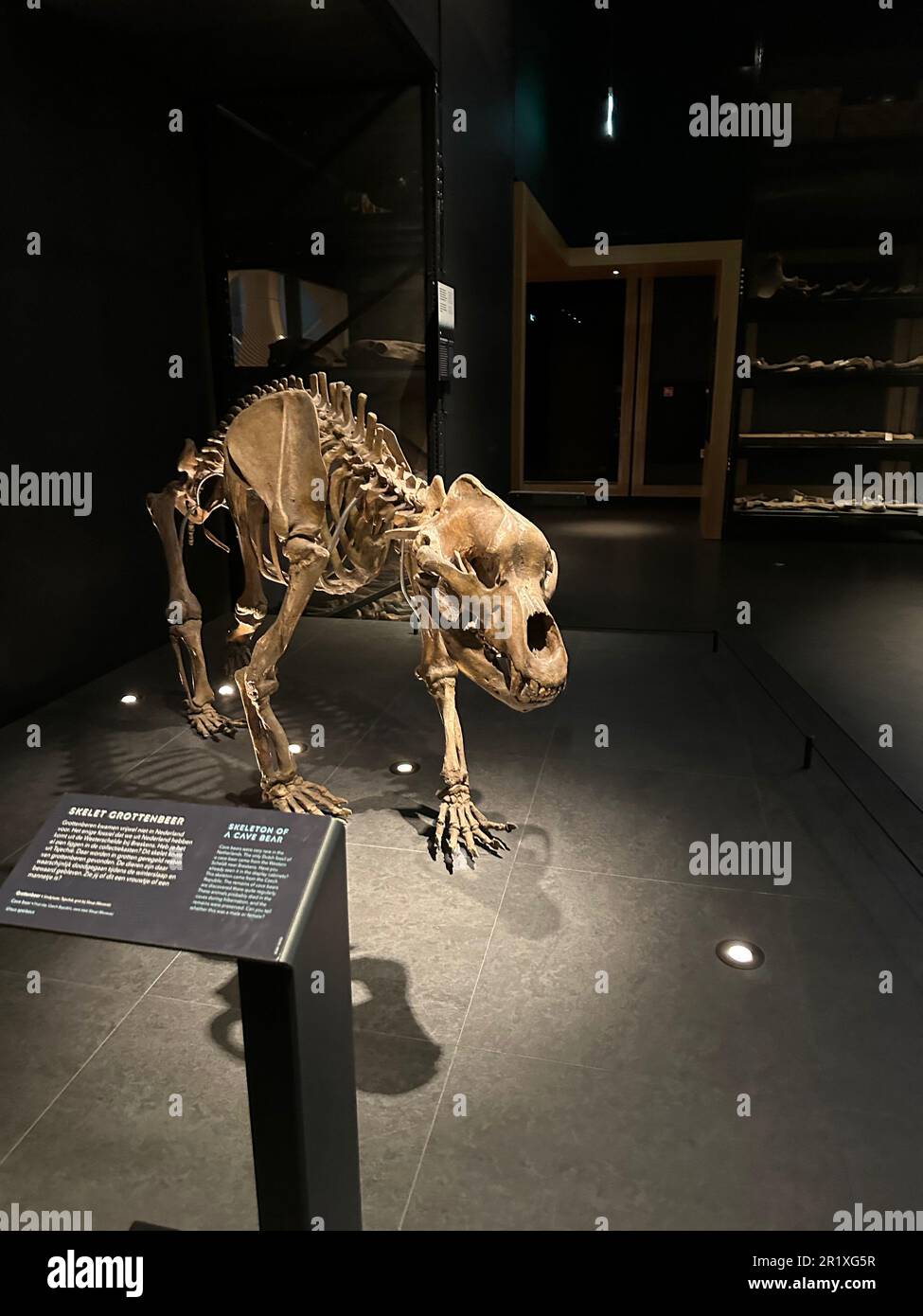 Leiden, Paesi Bassi - 19 novembre 2022: Scheletro a grandezza naturale dell'orso Cave nel museo Foto Stock