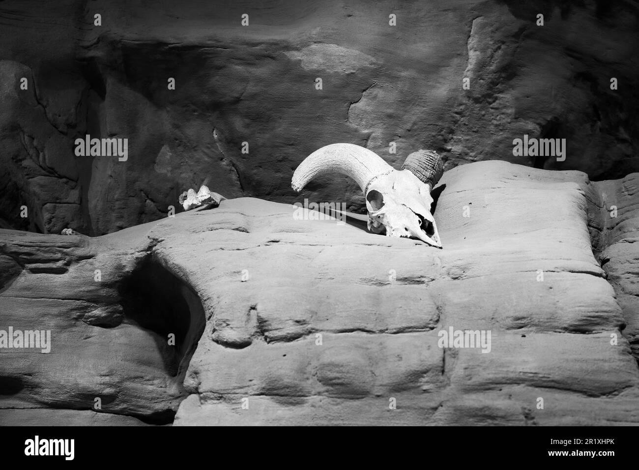 Cranio animale su una scogliera rocciosa deserto nero e bianco Foto Stock