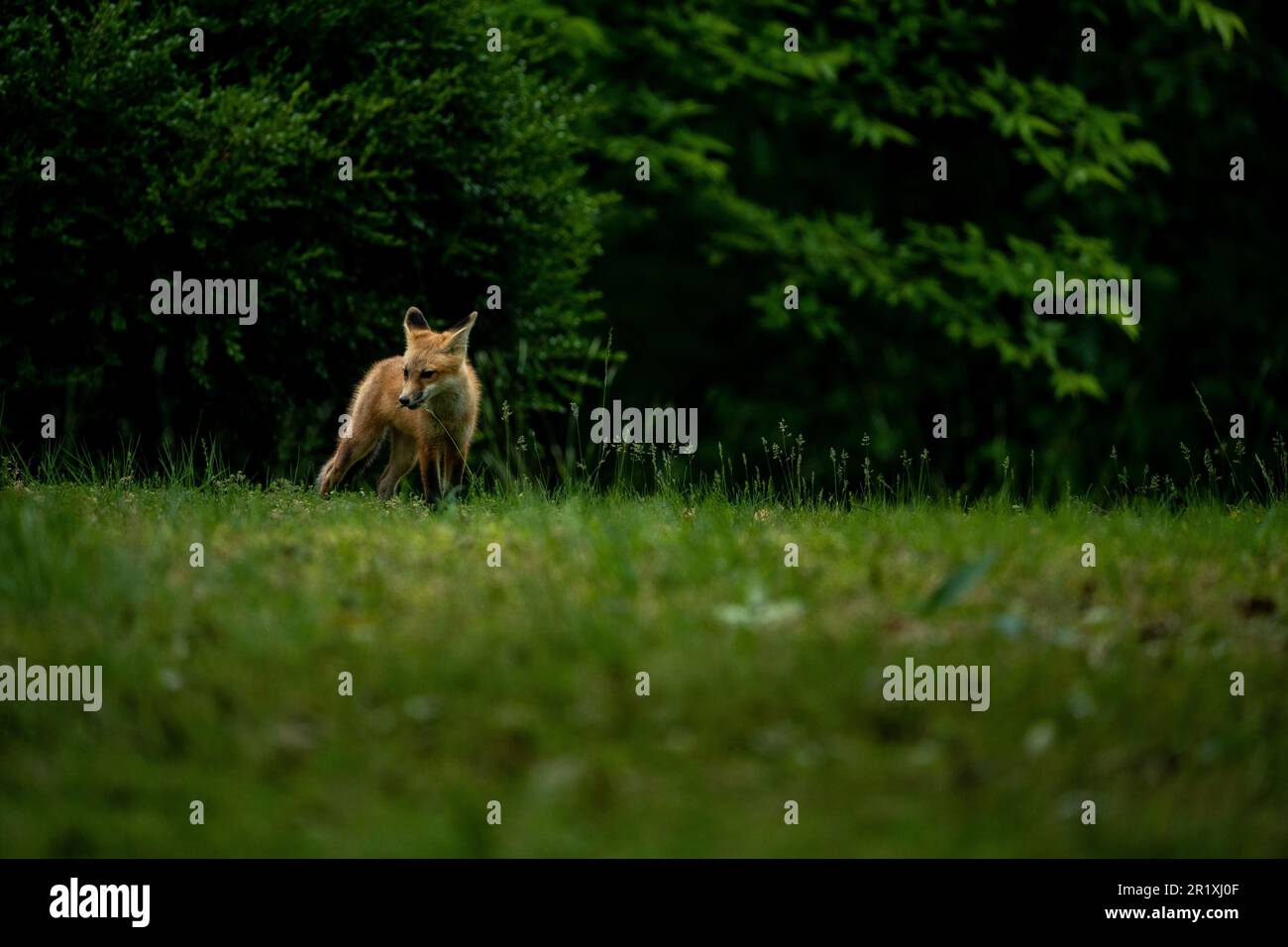 Una volpe solitaria sorge in un lussureggiante campo d'erba, il suo habitat naturale Foto Stock