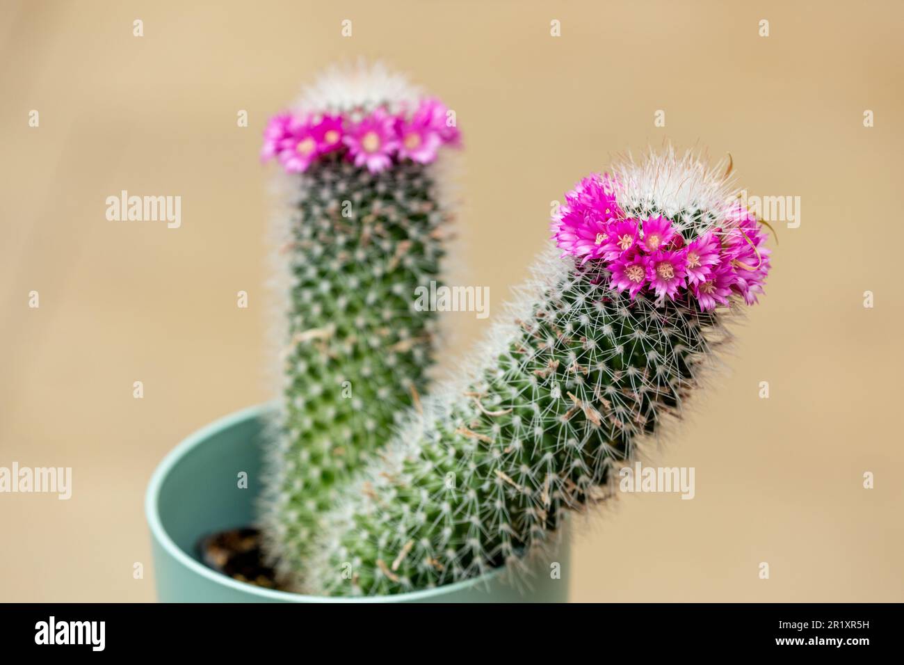 Mambillaria zeilmanniana, conosciuta come il Cactus del Pincushion della Rosa Foto Stock